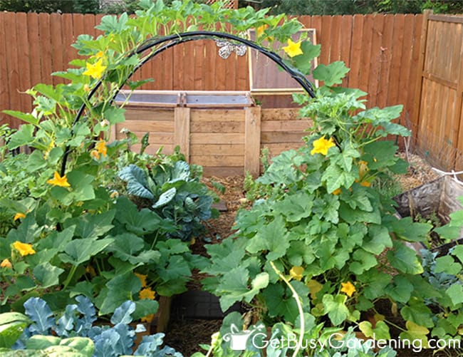 My squash arch in the veggie garden.