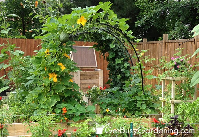 My squash arch with pumpkins growing over it.