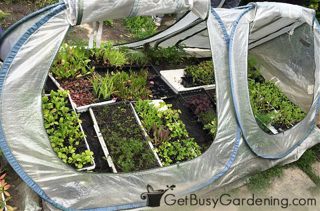 Plastic cold frame being used to protect seedlings