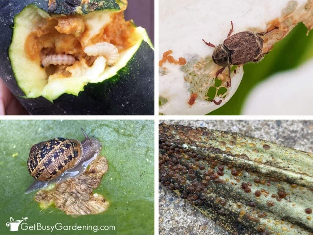 Four-photo collage showing squash vine borer larvae inside a zucchini, a beetle feeding on a calla lily flower, a snail next to leaf damage, and scale insects covering a plant leaf.