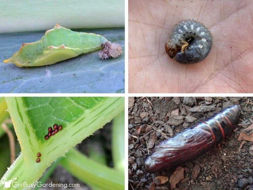 Four-photo collage showing different garden pest life stages: a cabbage worm cocoon, a beetle grub larvae, squash bug eggs, and a large brown pupa.