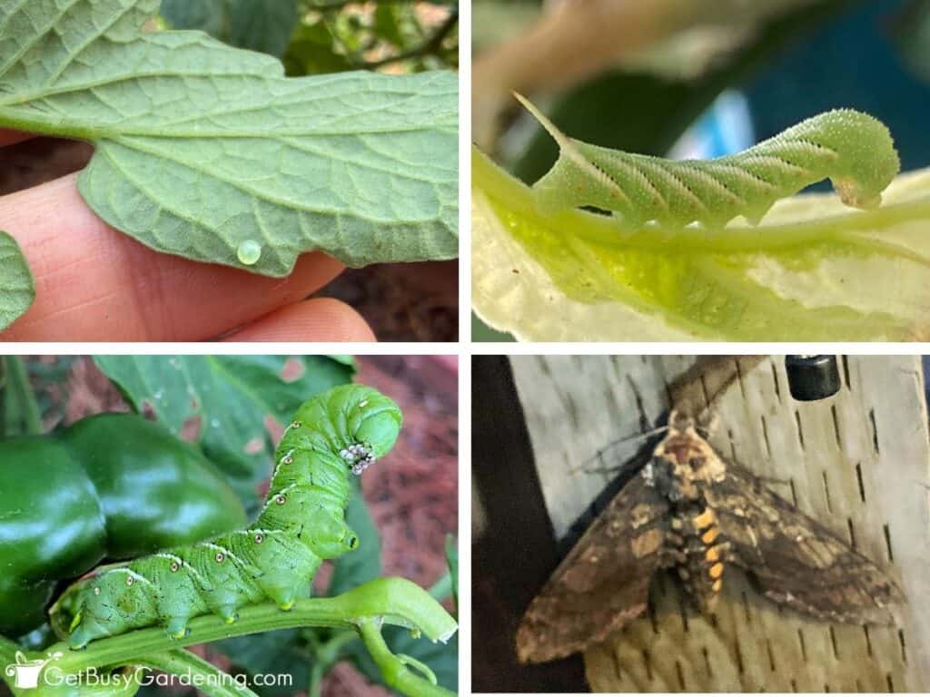 Four-photo collage showing stages of the hornworm life cycle: an egg on a leaf, a small young larvae, a large mature hornworm caterpillar, and the adult moth.