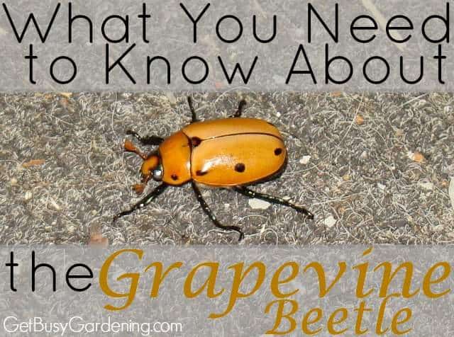 Grapevine Beetle