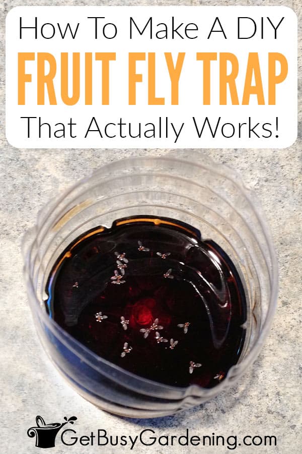 How To Make A DIY Fruit Fly Trap That Actually Works!