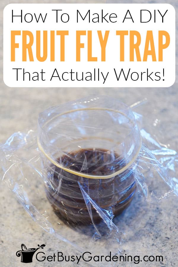 DIY Fruit Fly Traps (Using Apple Cider Vinegar) - Thriving Home