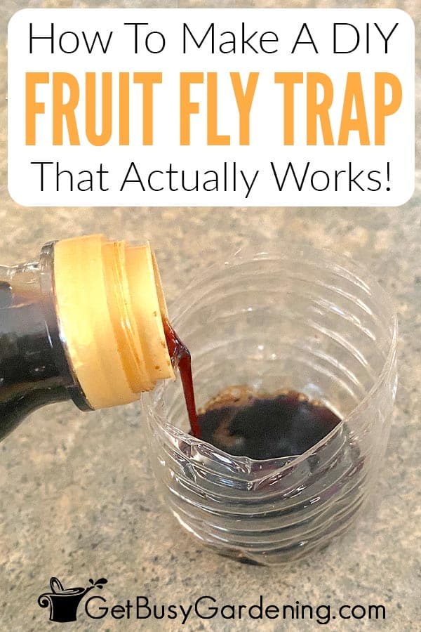Homemade Gnat Traps That Actually Work