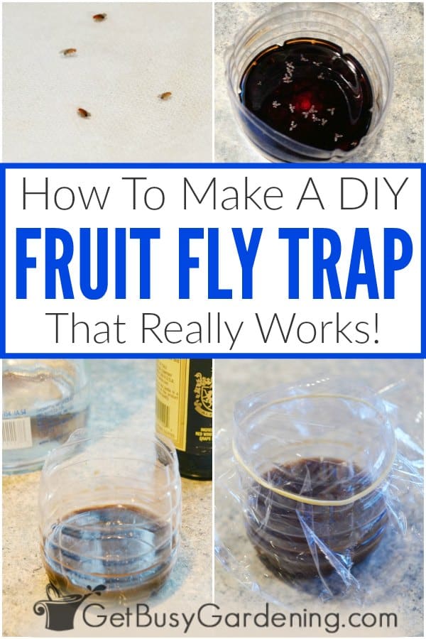DIY Fruit Fly Trap for Getting Rid of Fruit Flies - The Homespun Hydrangea