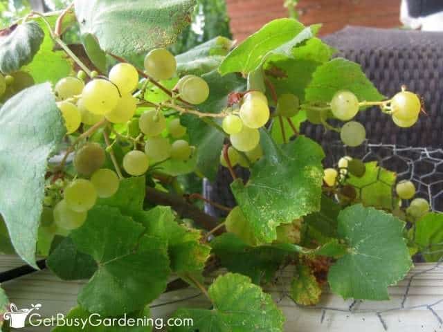 Grapes