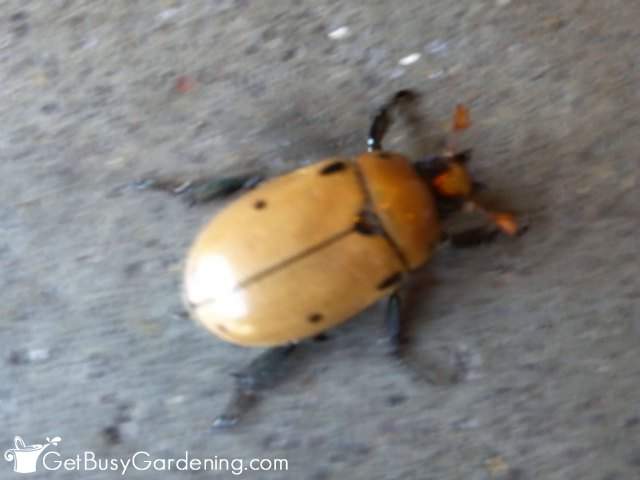 Grapevine Beetle