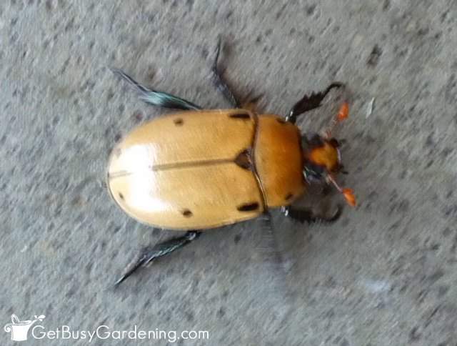 Grapevine Beetle
