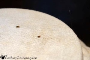 Super Easy DIY Fruit Fly Trap (that really works!) - Get Busy Gardening
