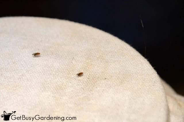 Pesky Fruit Flies