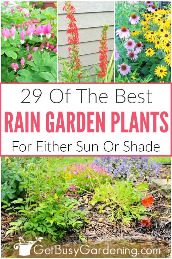 29 Of The Best Rain Garden Plants For Either Sun Or Shade