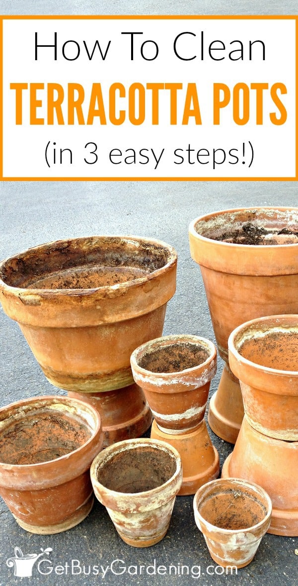 How To Clean Terracotta Pots (Clean Clay Pots In 3 Easy Steps!)