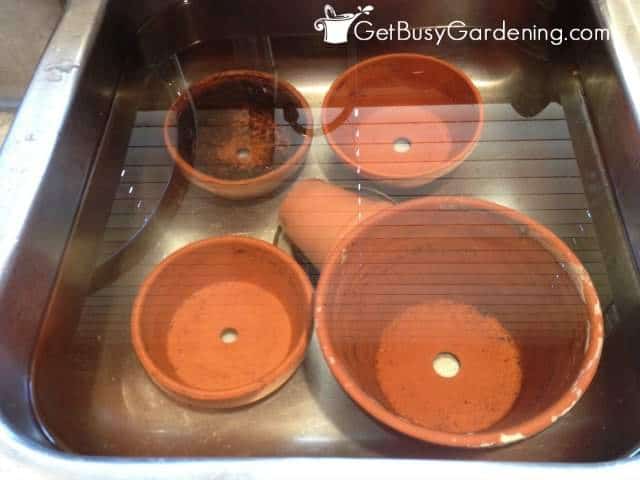 Soaking terracotta pots in a vinegar and water solution