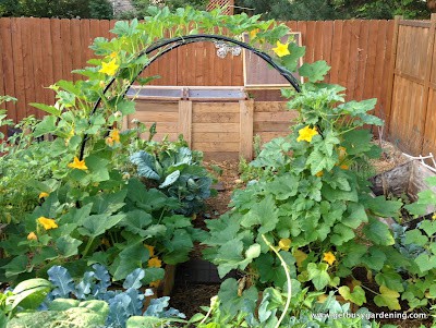 Squash Arch Update - Get Busy Gardening