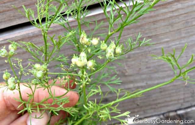 Cilantro Seeds Forming On Plant