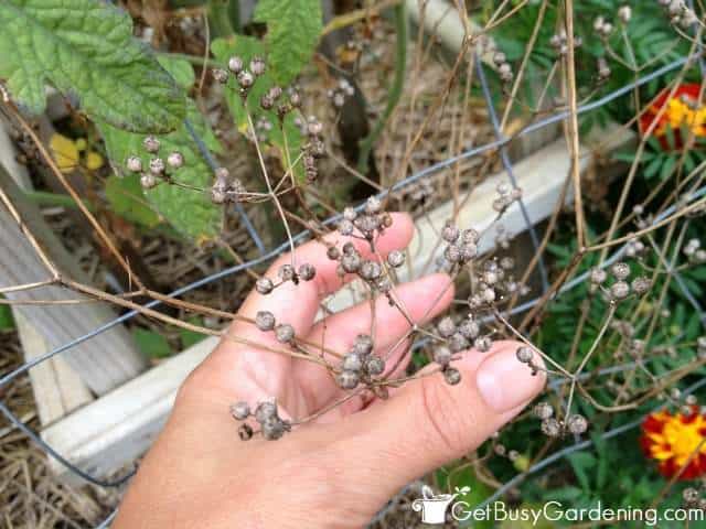 leggy cilantro seedlings