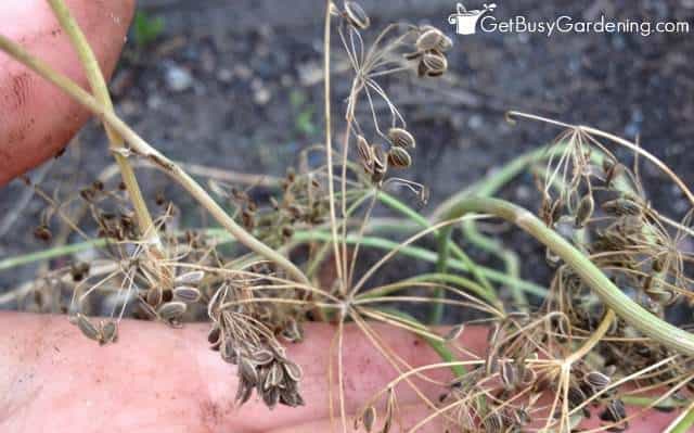 Collecting Dill Seed From The Garden