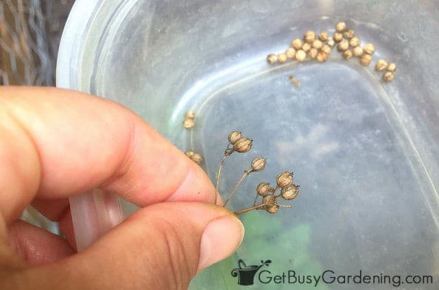 Dropping cilantro seeds into collection container