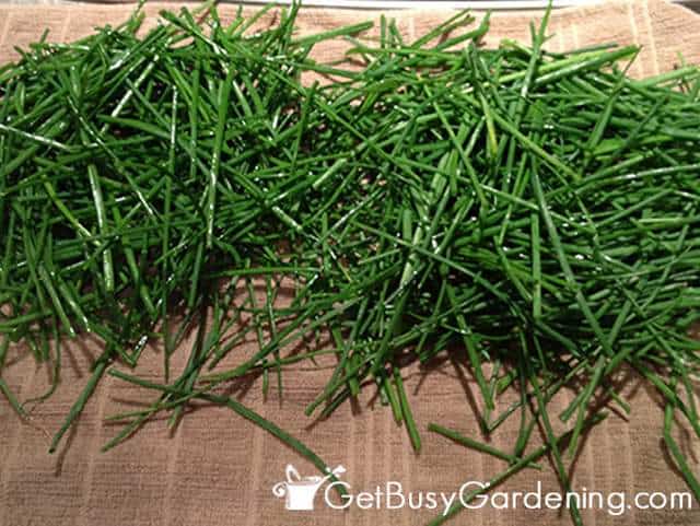 Drying Chives Before Freezing