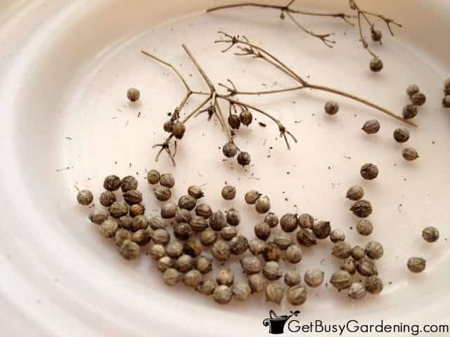 Storing Cilantro Seeds From The Garden