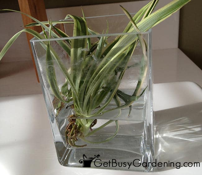 Baby Spider Plant Rooting In Water