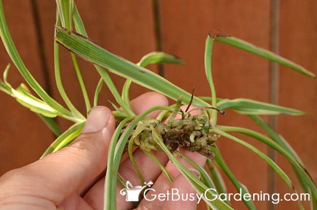 Baby Spider Plant With Roots