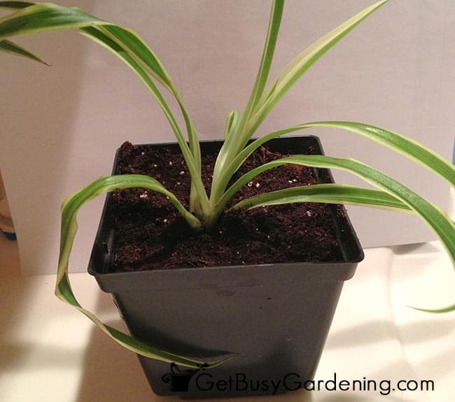 New Baby Spider Plant