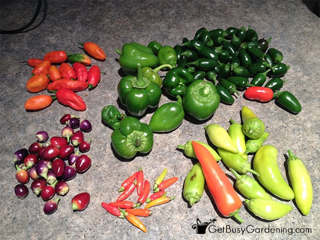 Pepper Harvest