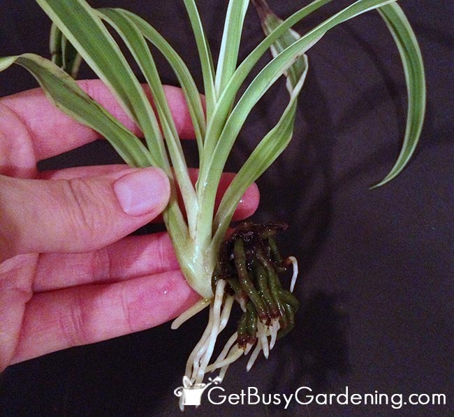 Rooted Spider Plant Baby