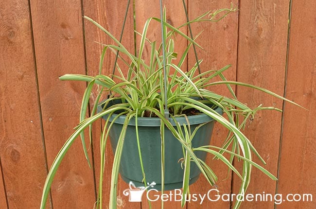Spider Plant