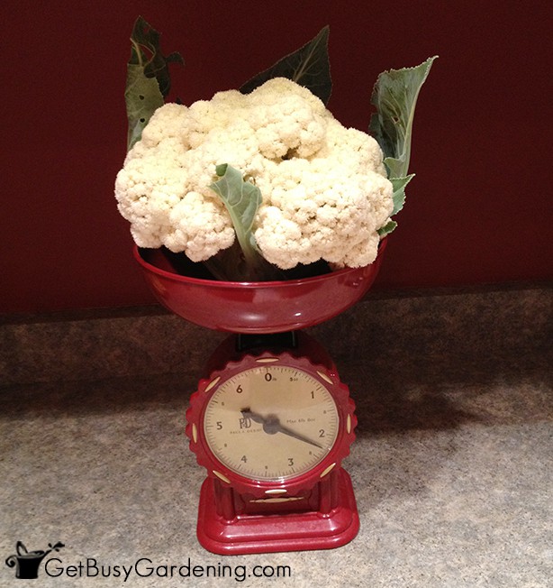 Weighing Cauliflower