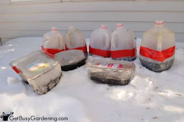Winter Sown Seeds Outside