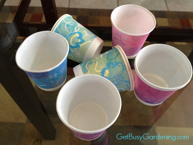Dixie Cups Used In Winter Sowing Containers
