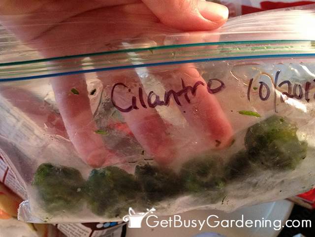 Storing herbs in freezer bags
