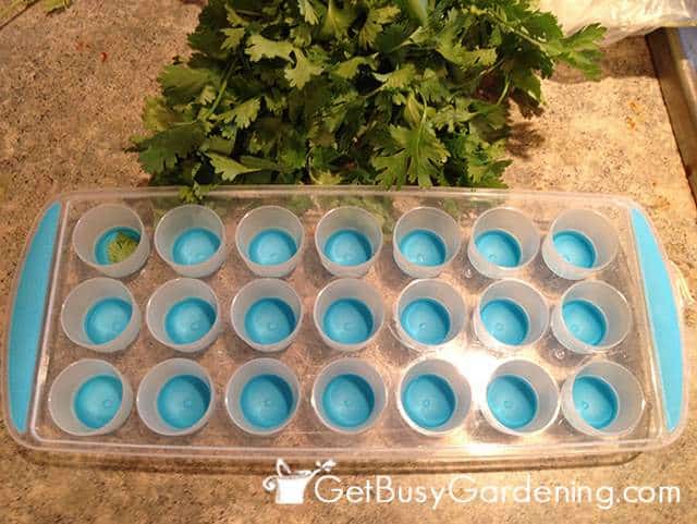 Preparing to freeze herbs in ice cube trays