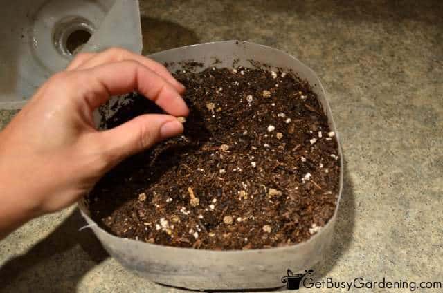 Winter Sowing Seeds