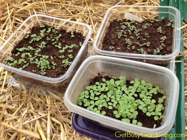 Winter Sown Seed Sprouts