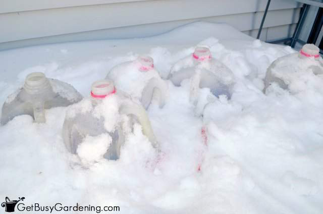 Winter Sown Seeds In Containers Under Snow