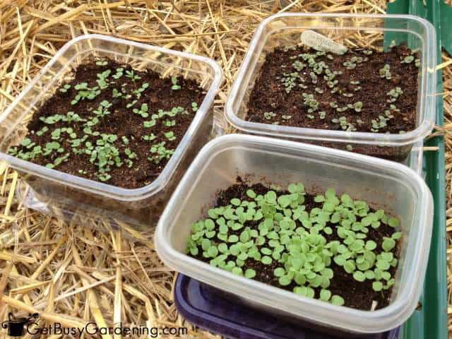 Winter Sown Seeds Sprouting