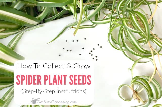 How To Collect & Grow Spider Plant Seeds (Step-By-Step Instructions)