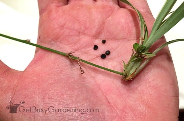 Collecting my own spider plant seeds