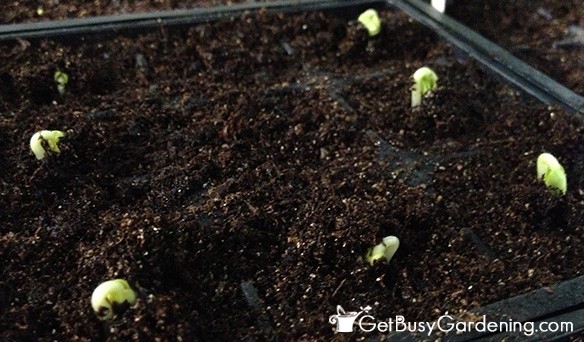 okra seedlings