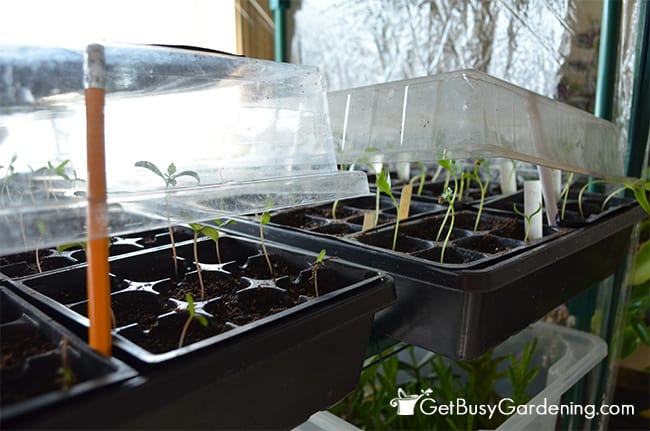 How To Harden Off Seedlings Before Planting Them In The Garden