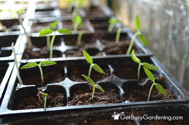 How To Harden Off Seedlings Before Planting Them In The Garden