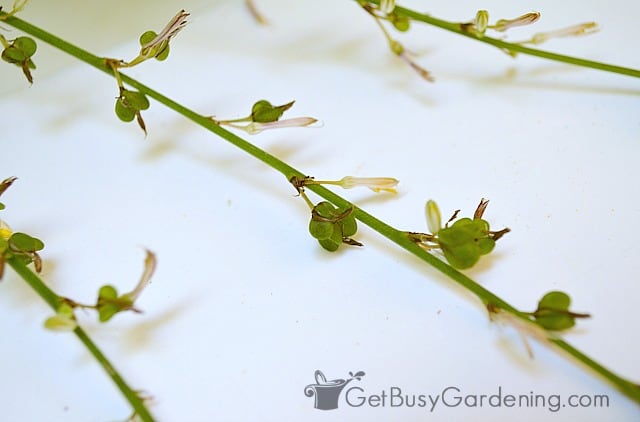 Spider plant seed pods
