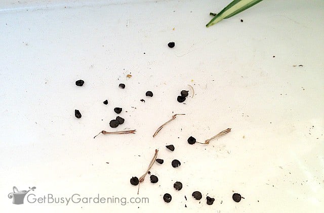 Spider plant seeds and chaff