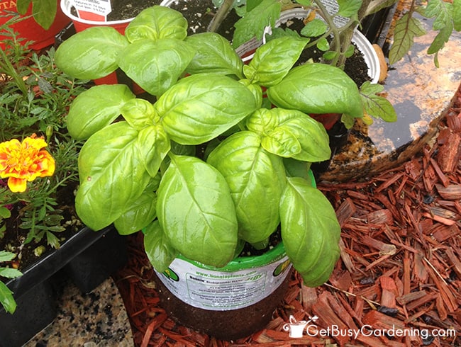 Basil With Peppers And Tomatoes