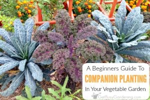 A Beginner’s Guide To Companion Planting